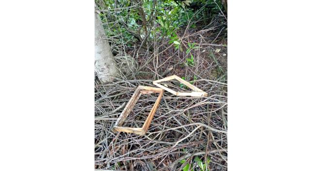 Bektaş Yaylası’nda ayı arı kovanlarını parçaladı