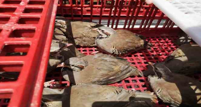 Süneyle mücadele için doğaya 2 bin keklik salındı