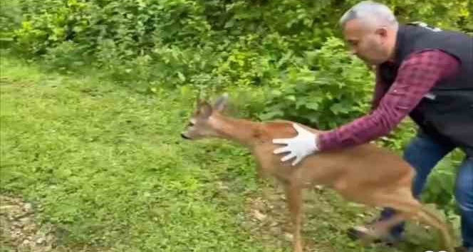 Bitkin halde bulunmuştu yeniden doğaya kavuştu