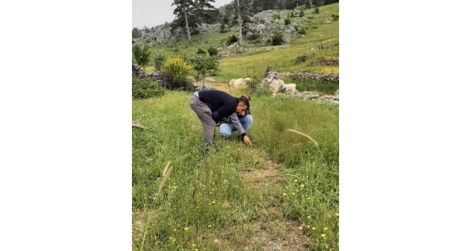 Bitki sağlığı ile ilgili kontroller tamam