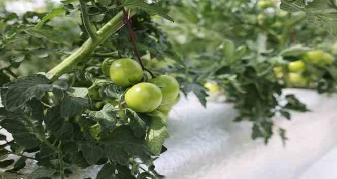 Türkiye’de ilk olan sistemin mahsulleri büyüdü, hasat şenlikle başlayacak