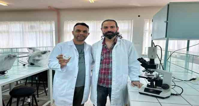 "Uğur böceği örümceği zehirsiz"
