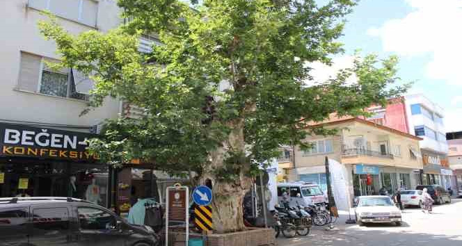 Asırlık çınar ağacının hikayesi duyanların yüreğini dağlıyor