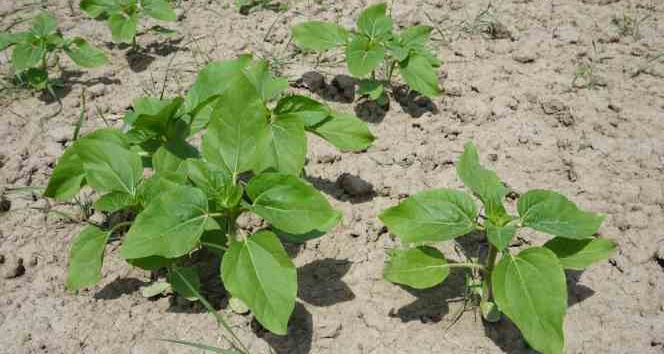 Yağışlar, gelişme dönemindeki ayçiçeğine ilaç oldu