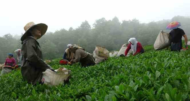 Dünyanın en kaliteli fındığının üretildiği Giresun’da kemençe eşliğinde çay hasat şenliği yapıldı