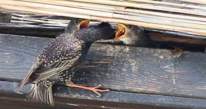 Hersek Lagünü’nde sığırcık kuşu yavrularını beslerken görüntülendi