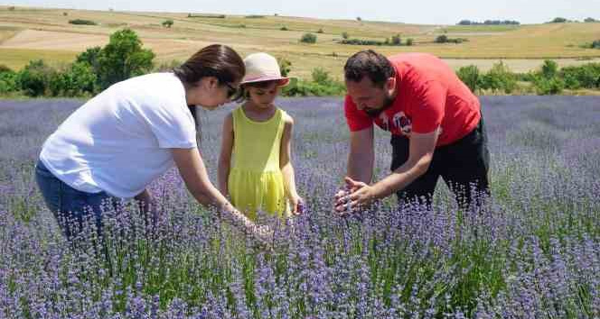 5 yıl önce Edirne’de lavanta bahçesi kuran çift ürünlerini Avrupa’ya ihraç etmeyi hedefliyor