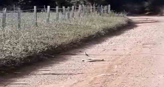 Bayramiç’te yılanların ’çiftleşme dansı’ kameraya yansıdı