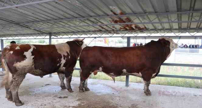 Hayvan pazarının 1’er tonluk danaları alıcısını bekliyor