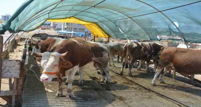 Kurbanlık seçerken bunlara dikkat edin