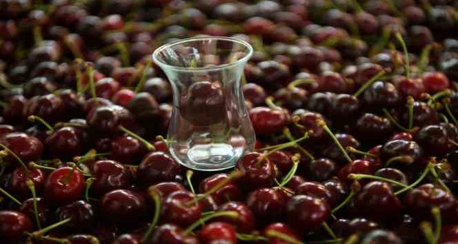(Özel) Çay bardağına sığmayan Lapseki kirazının hasadına başlandı