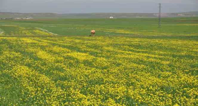 Kars’ta renk cümbüşü yaşanıyor