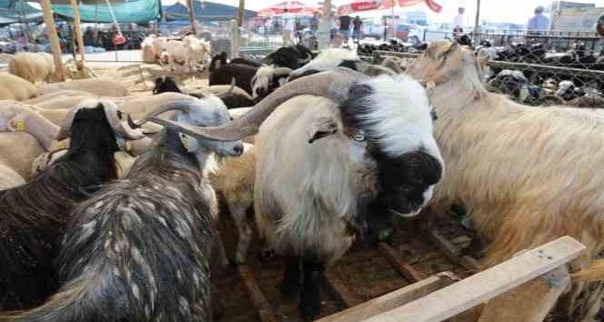 Meram’da kurbanlık satışları için yer tahsis işlemleri başlıyor