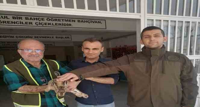 Siirt’te doğada bitkin halde bulunan yaban tavşanı tedavi altına alındı