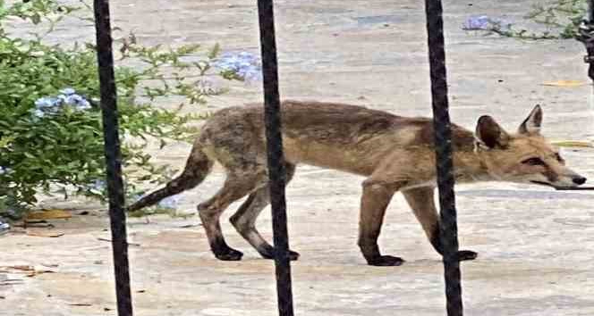 Aç kalan tilki evlere kadar indi