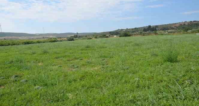 Didim’de erkenci karpuz hasadı yapıldı