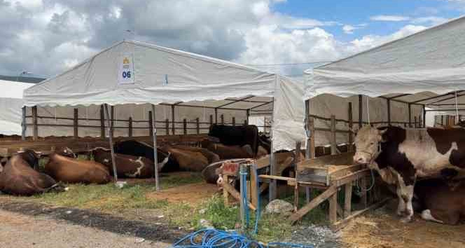 İlk kurbanlıklar Sultanbeyli’ye giriş yaptı