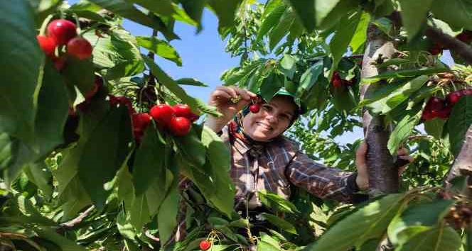 Enez’de üretilen kirazlar Avrupa’nın 5 ülkesine ihraç ediliyor