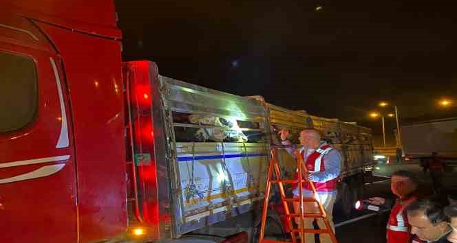 İstanbul’a kurbanlık hayvan girişleri başladı