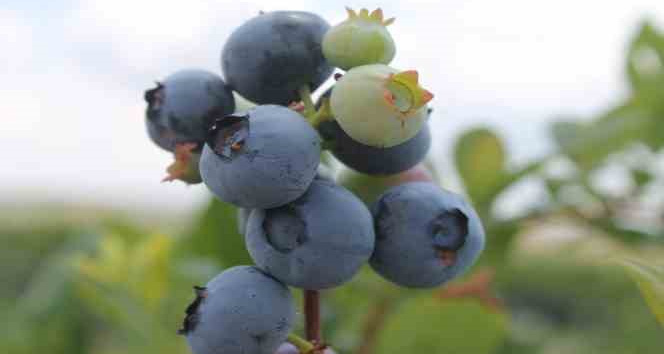 Kayalık arazilerde saksıda şifa kaynağı yaban mersini yetiştiriliyor