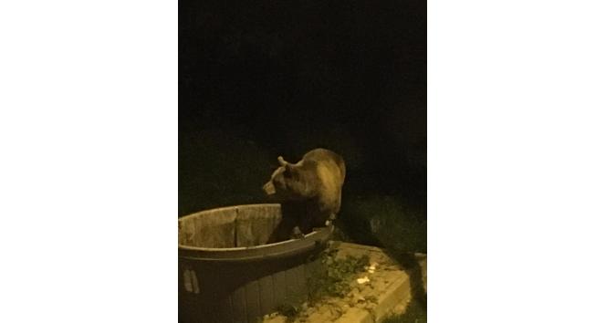 Kış uykusundan uyanan ayılar şehir merkezine indi