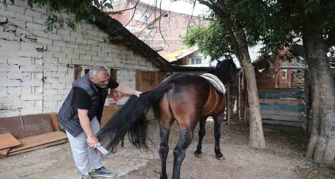(Özel) "Uludağ" isimli tay annesinin karnındayken satıldı