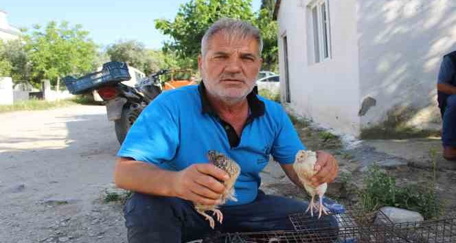 Bıldırcın üreticileri kendilerine kolaylık sağlanmasını istiyor