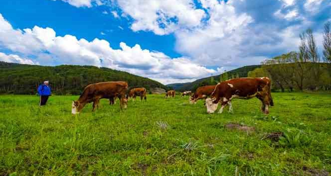 Yozgat yağışlarla birlikte yeşile büründü