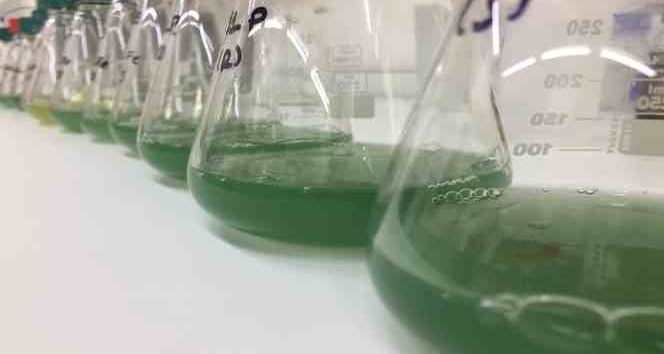 BTÜ’lü araştırmacılar o hastalığa çare oluyor