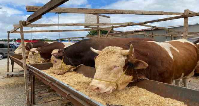 İstanbul göbeği buram buram hayvan kokmaya başladı