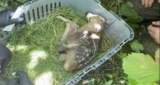 Yaralı yavru karaca tedavisinin ardından doğaya bırakıldı