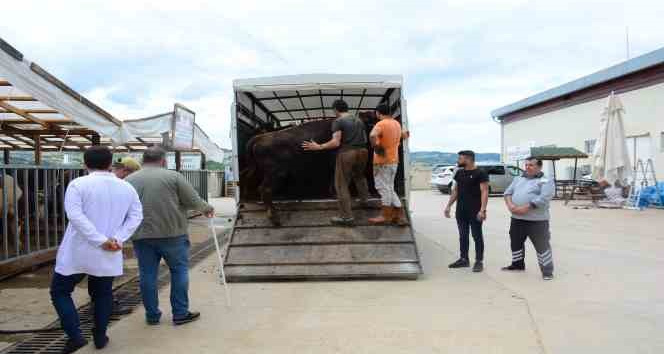 Kocaeli’de kurbanlık hayvan girişleri başladı