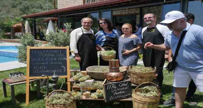 Kazdağları’nın kekikleri hasat edilmeye başlandı