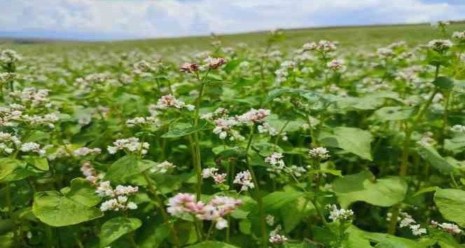 Dinar’da bu yıl ilk kez ekilen kara buğday çiçek açtı
