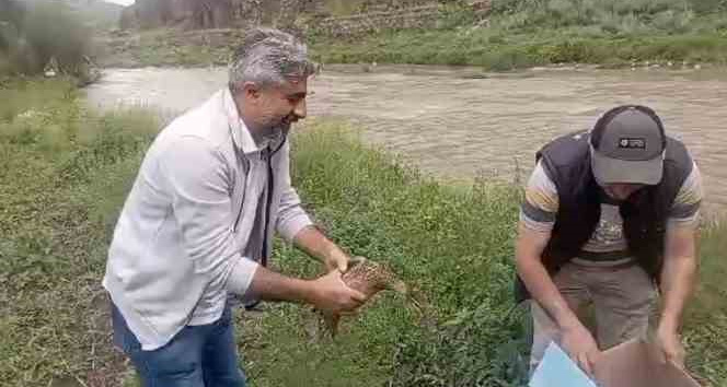 Kars’ta anne ördek yavrularıyla doğal ortama bırakıldı
