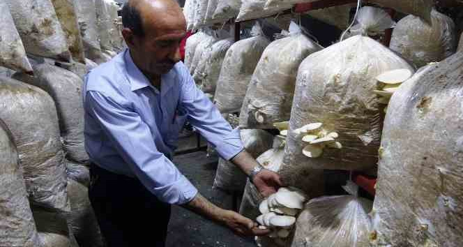 Demirci ustasının hobisi: İstiridye mantarı yetiştiriciliği