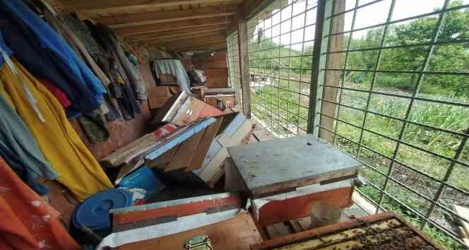 Tüm tedbirler ayıyı durdurmadı, kovanları parçalayan ayı geride pençe izlerini bıraktı