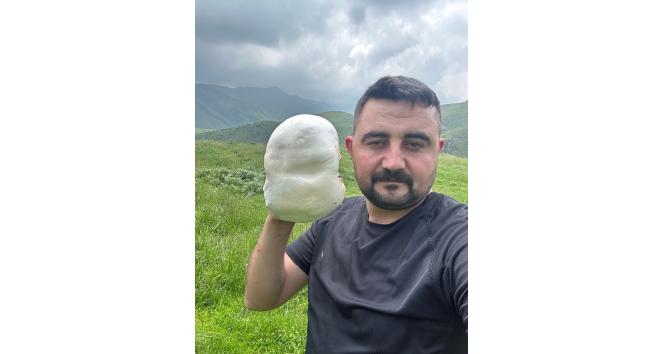 Dev mantarların görüntüsü hayretle karşılandı