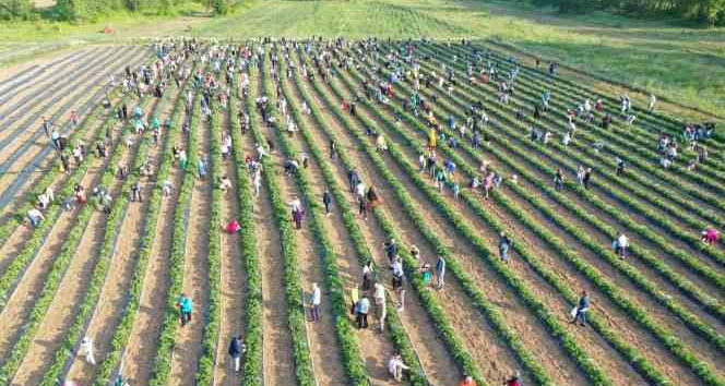 Kız çocuklarının eğitimi için dikilen çilekler toplanıyor