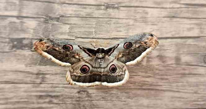 Tokat’ta dev Tavus güvesi görüldü