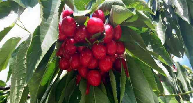 Bu bahçeye gelenler satın aldıkları kirazı kendileri topluyor