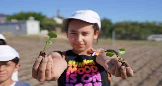 Ata tohumu ve lavantadan sonra ekinezya da Seferihisar tarımının yeni yıldızı olacak