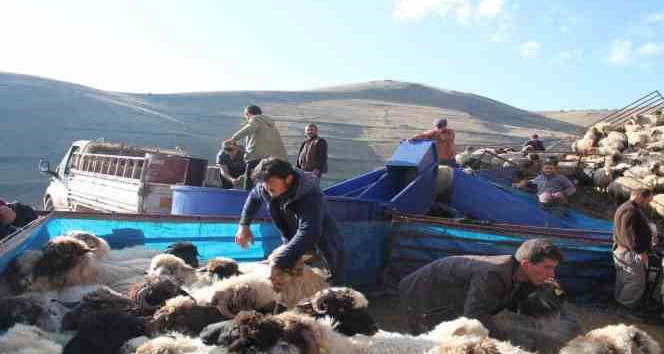 Bayburt’ta küçükbaş hayvanlar mobil koyun yıkama makineleriyle yıkanarak ilaçlanıyor