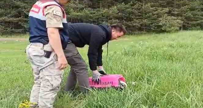 Yaralı porsuk, tedavisinin ardından doğaya salındı