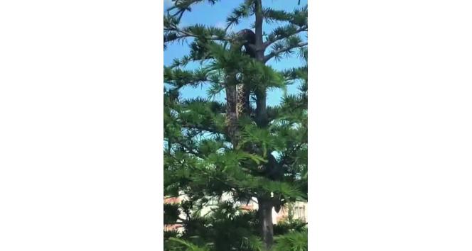 Sosyal medyada paylaşılan anakonda büyüklüğündeki yılan paniğe neden oldu, gerçek itfaiye ekiplerin gelmesiyle ortaya çıktı