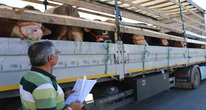 Doğu’da kurbanlık sevkiyatına sıkı denetim