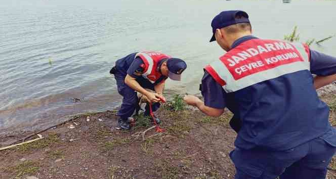 Olta yutmuş leylek doğaya salındı