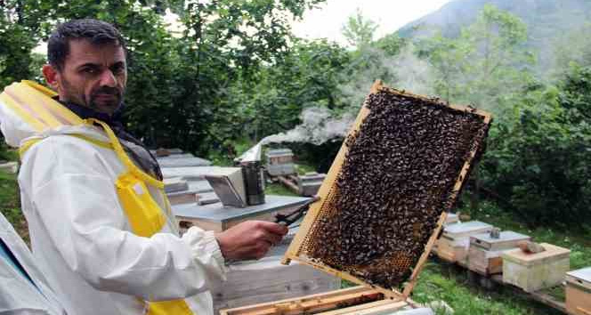Arılar yağışlı hava şartlarından olumsuz etkilendi, bal rekoltesinde düşüş bekleniyor