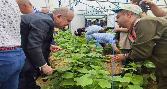 Keşan’da Tarım Bölümü öğrencilerinin serada yetiştirdiği salatalıklar hasat edildi