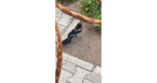 Havalandırma boşluğuna sıkışan saksağan itfaiye ekipleri tarafından kurtarıldı